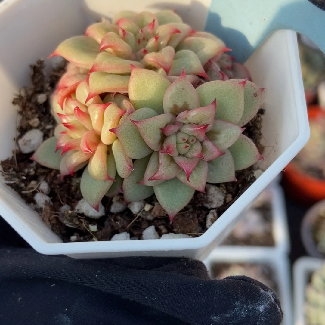 500那利亚锦多肉植物