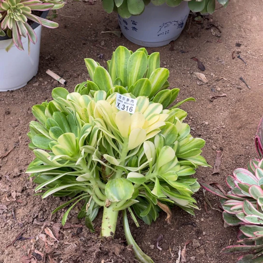 大七彩琉璃多肉法师断枝不包