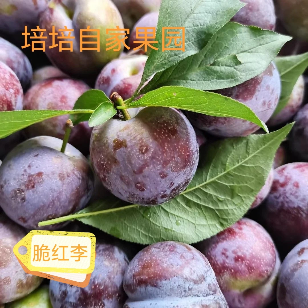四川高山新鲜现摘脆红李脱骨黄肉脆甜多汁应季水果