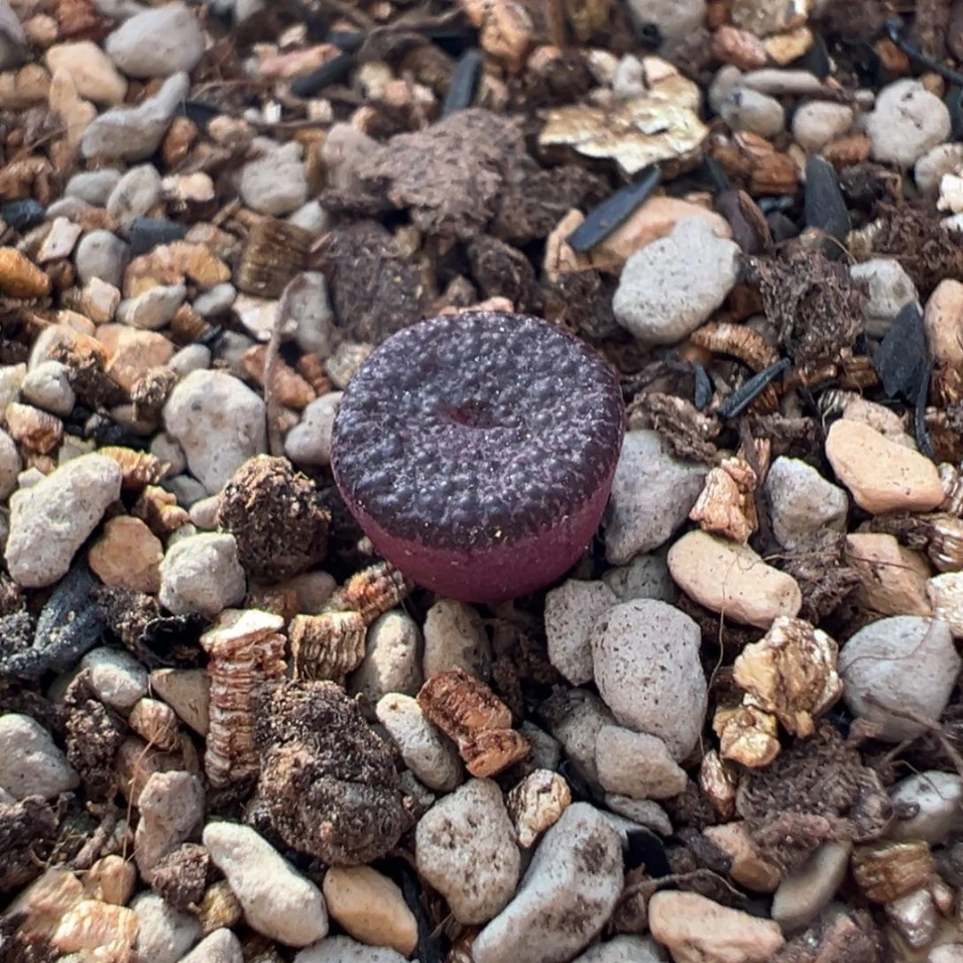 满窗拉丝带泡点康霓洞多肉