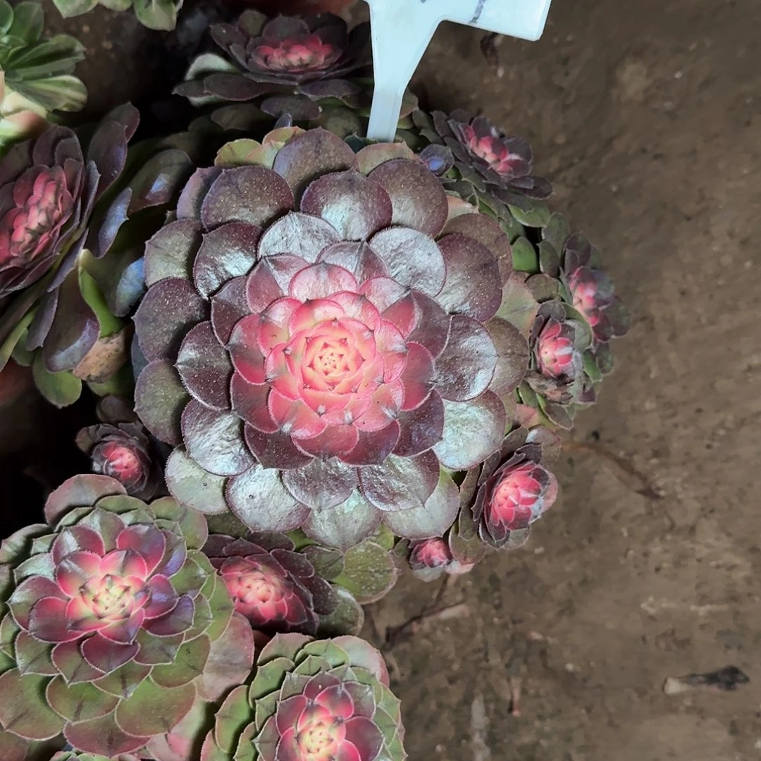 4177荔枝多肉法师