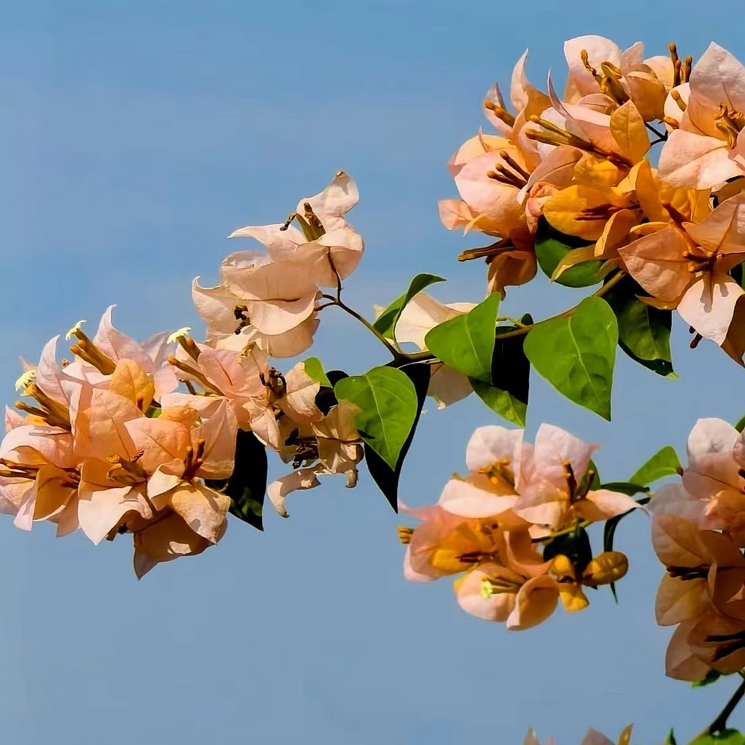 【黄女郎】枝条柔软飘，三角梅一加仑！