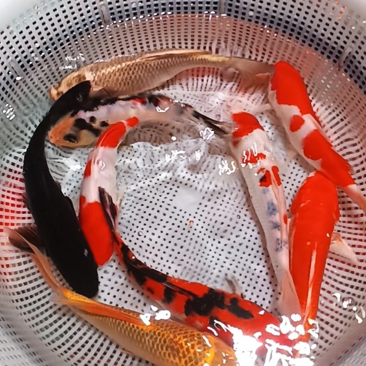 锦鲤包邮开箱包活
