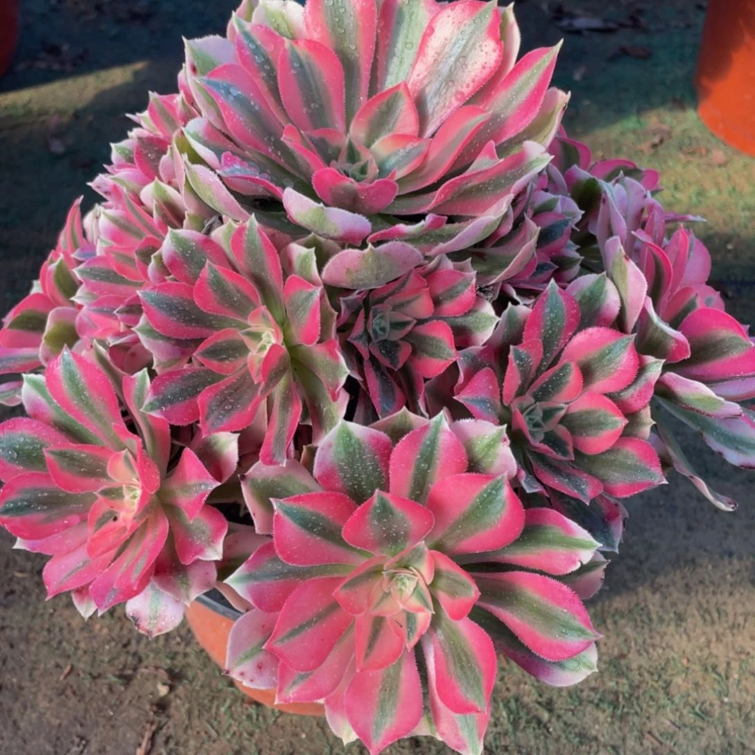 921粉女巫精品法师老桩