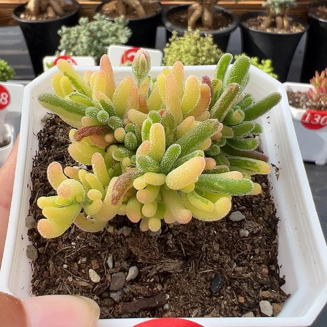 182号荧光兔锦4.25多肉