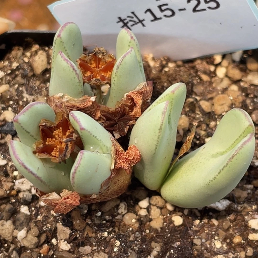 15-25红小秀多肉植物