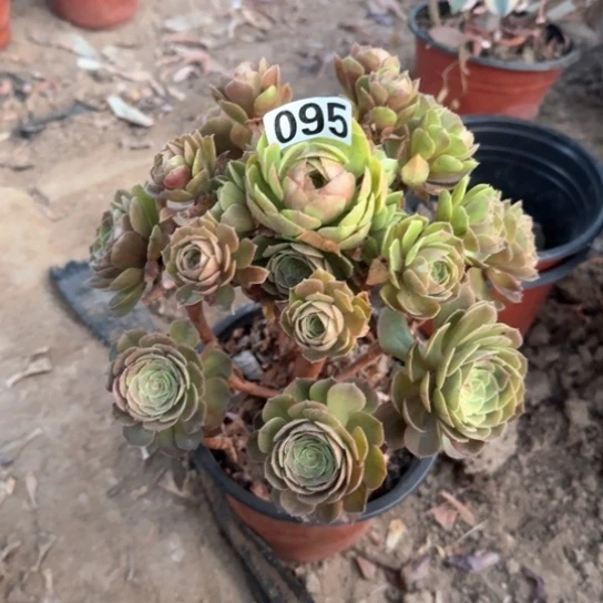 无花朵莎拉碗095号不包断枝