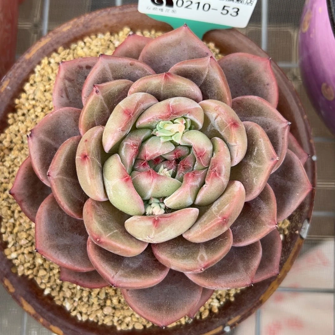 多肉一物一拍0210-53