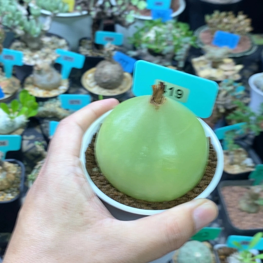 大仓角殿多肉植物