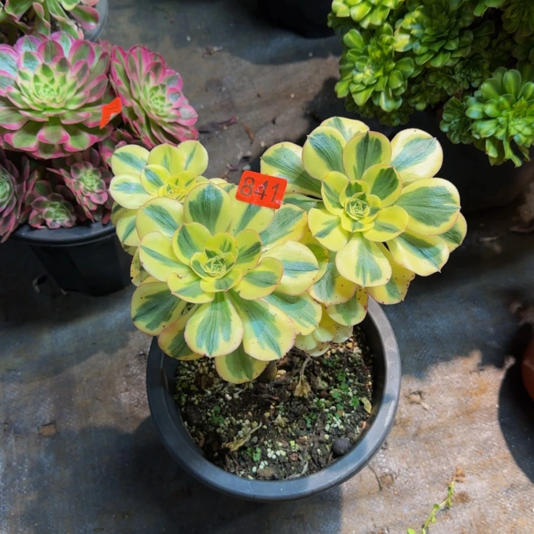 蓝***子841多肉法师锦处理1111