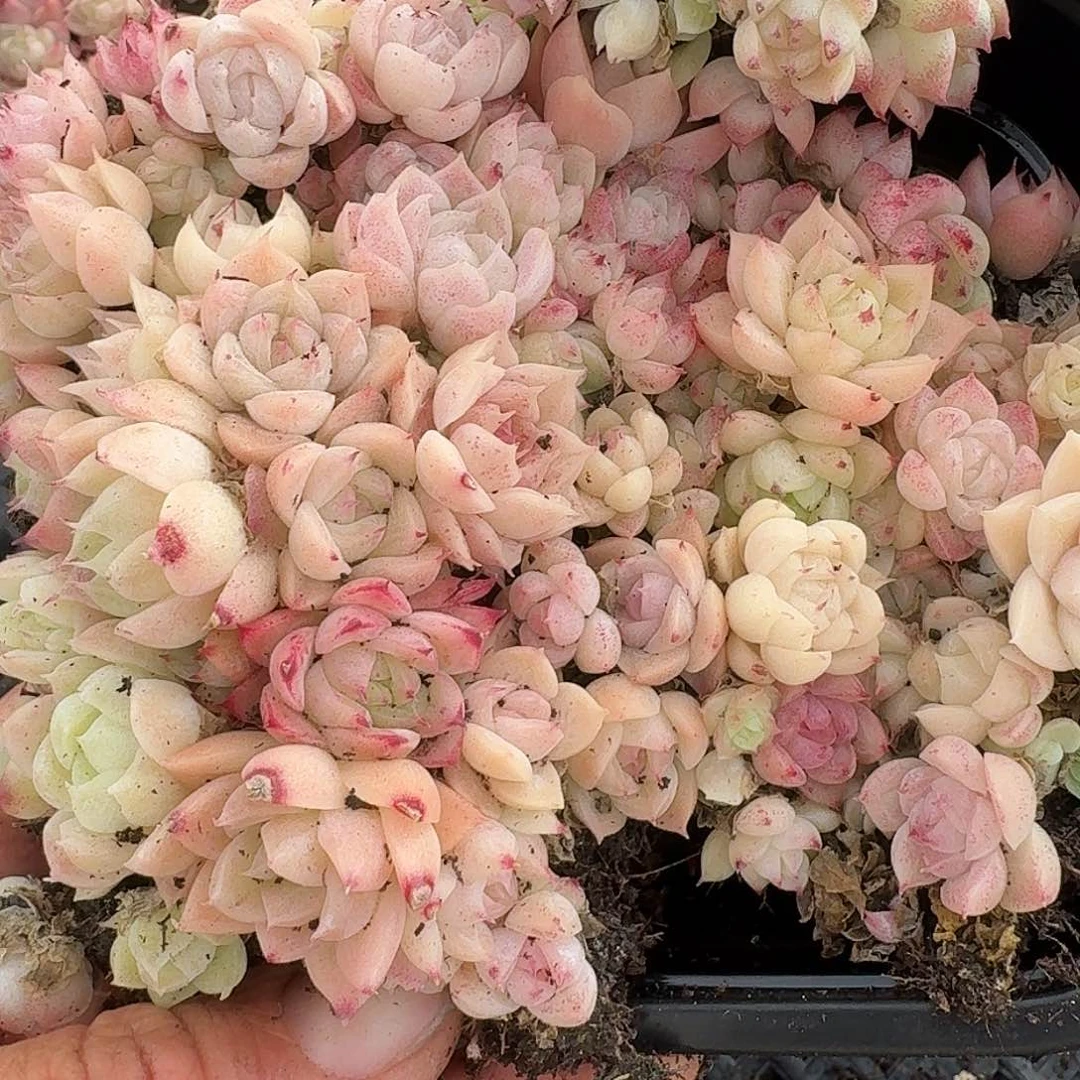 杂交新品珍妮多肉1585