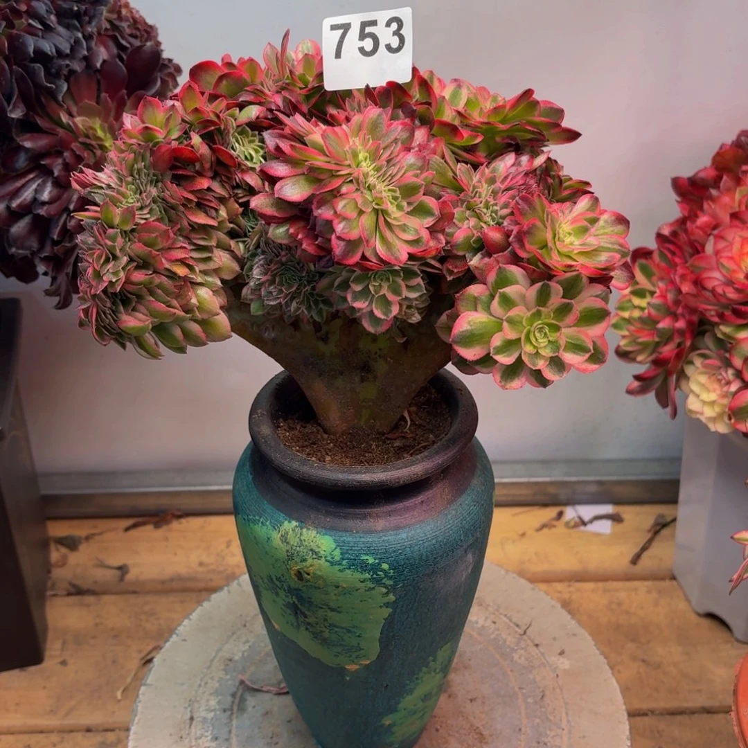 松*多肉法师万白缀753