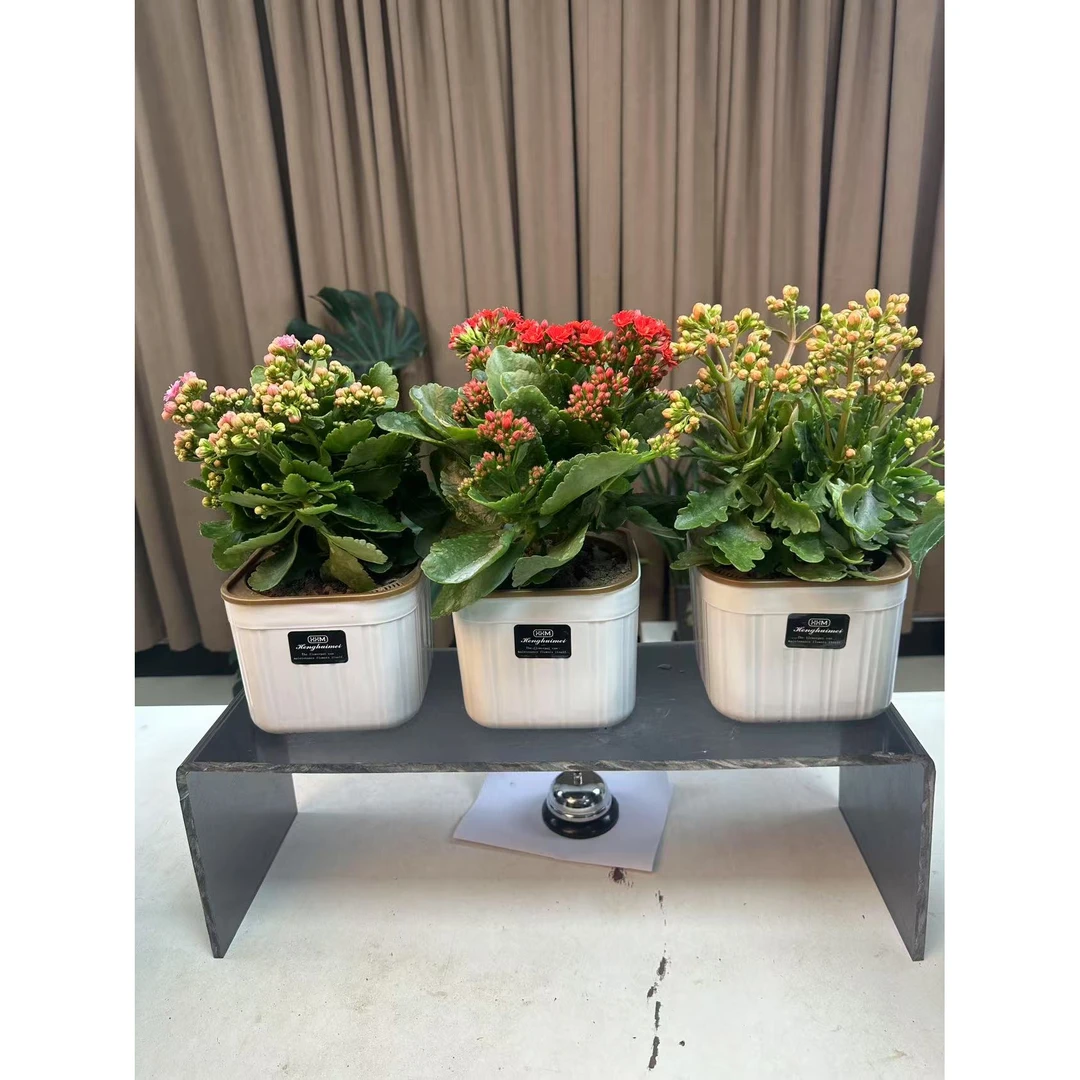 【新疆包邮】130长寿花盆栽植物室内净化空气提高空气质量