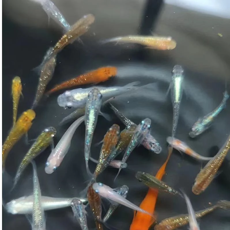 [直播专用一物一拍]观背青鳉观赏鱼