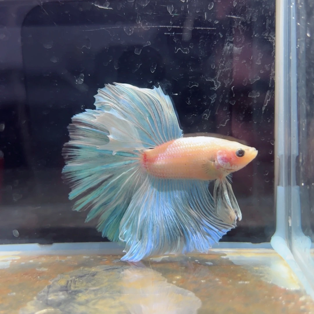 斗鱼浅色特殊尾hhhh