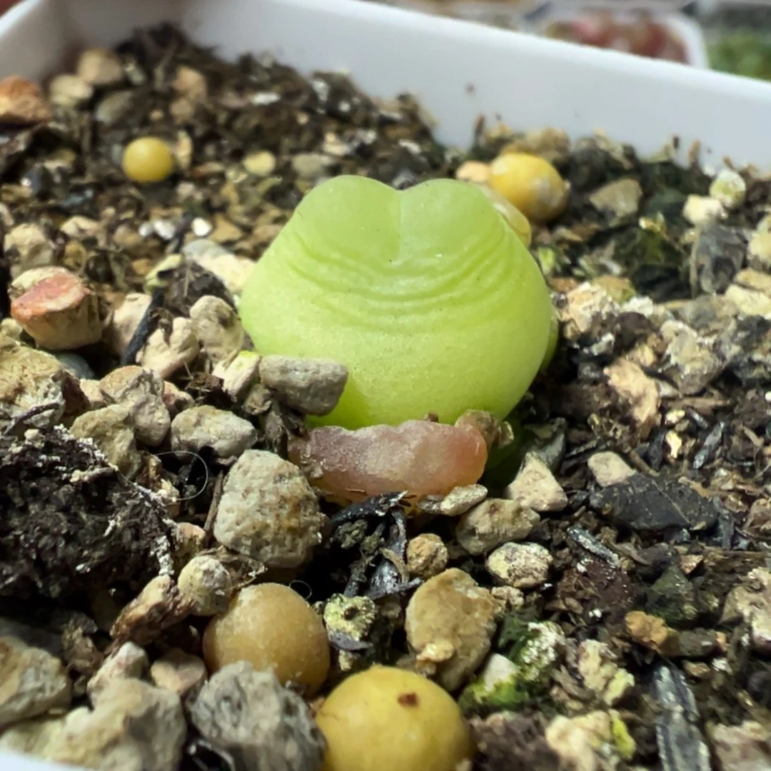 146拉登带盆土发货