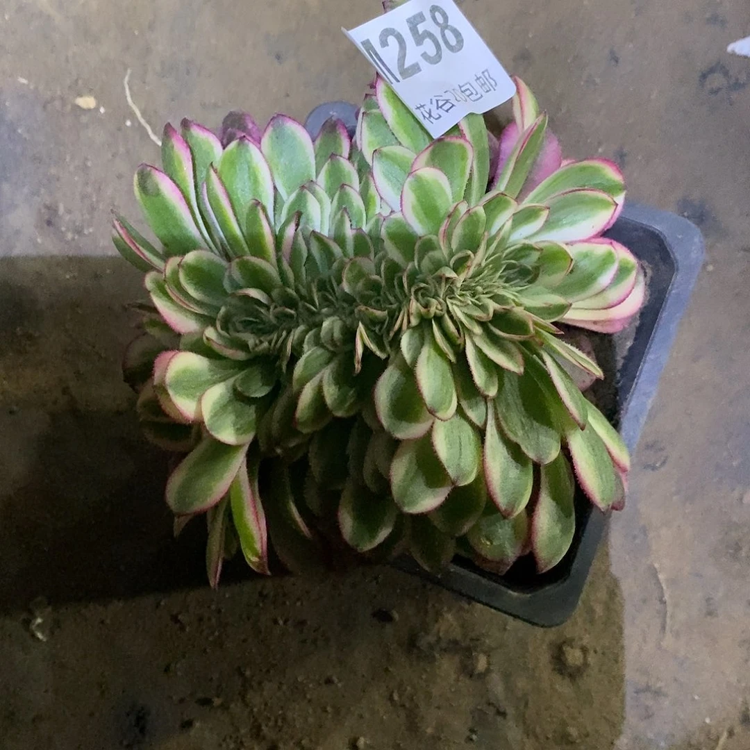 258倾城缀多肉植物