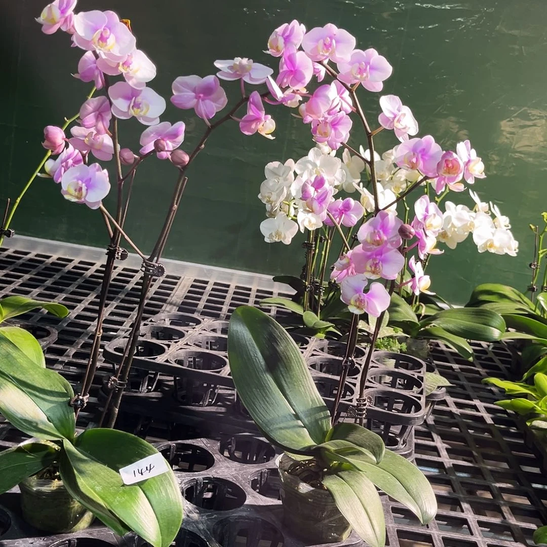 大部分花苞少量开放144共两颗