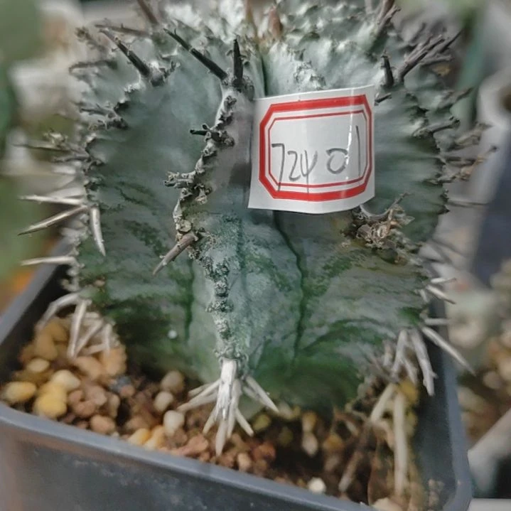 嘚***嘚潮流植物白衣魁伟玉一颗72401