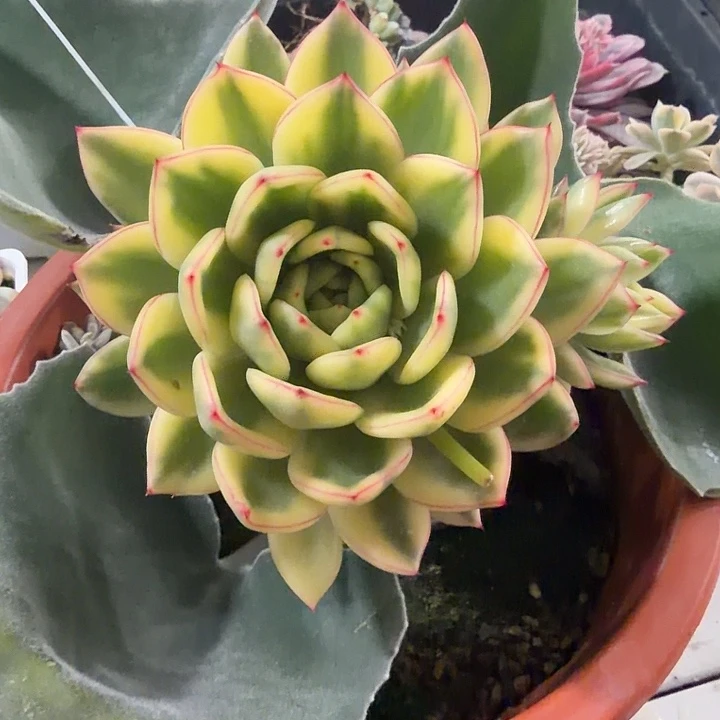 阿诗玛锦嫁接多肉植物