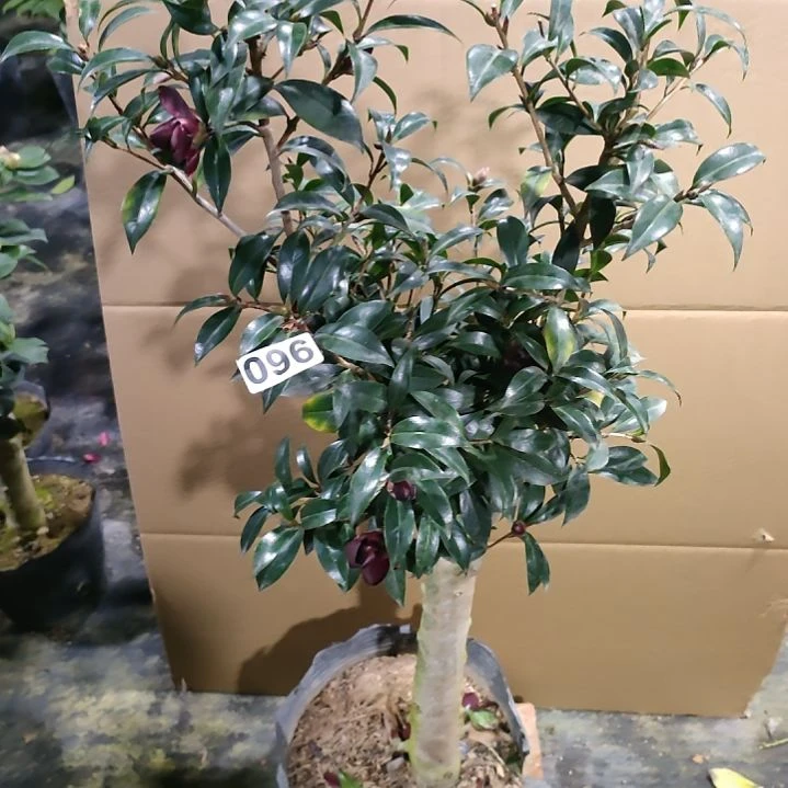 96黑骑士，原盆原土发货