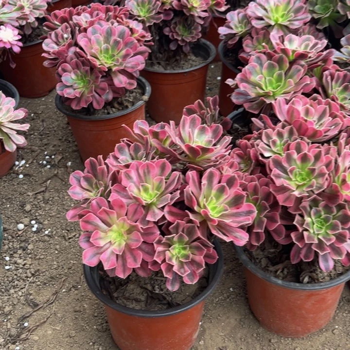 一个美杜莎脱土裸根