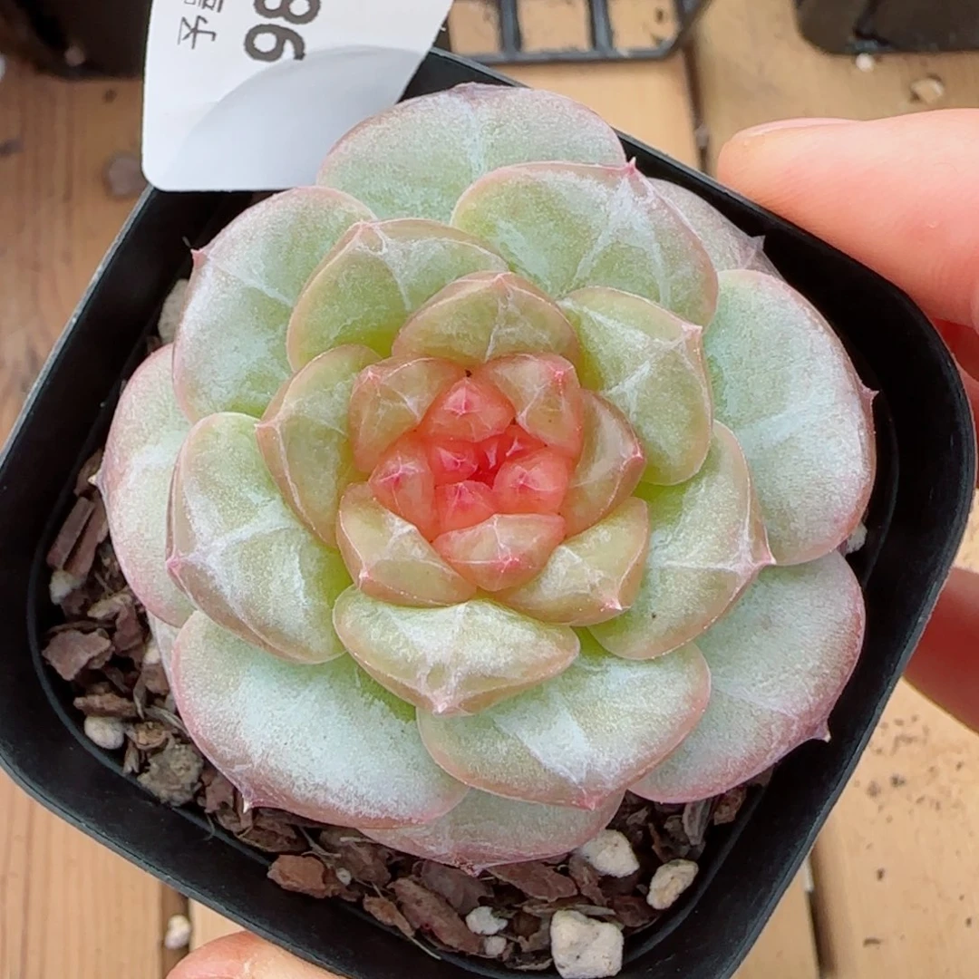 红莓，9874多肉植物