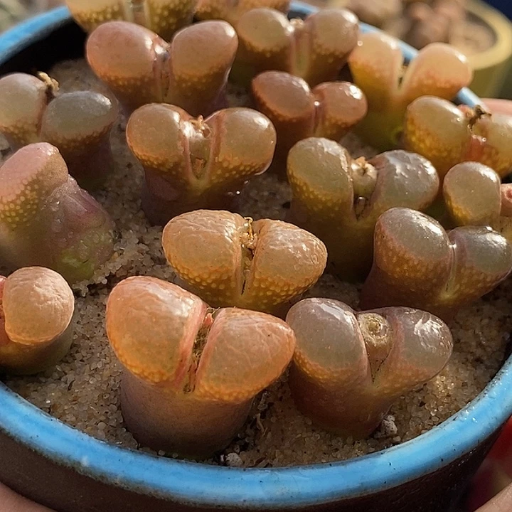 6531日本大型红风铃一颗