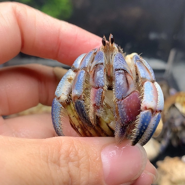 2.3口径奔跑的寄居蟹28