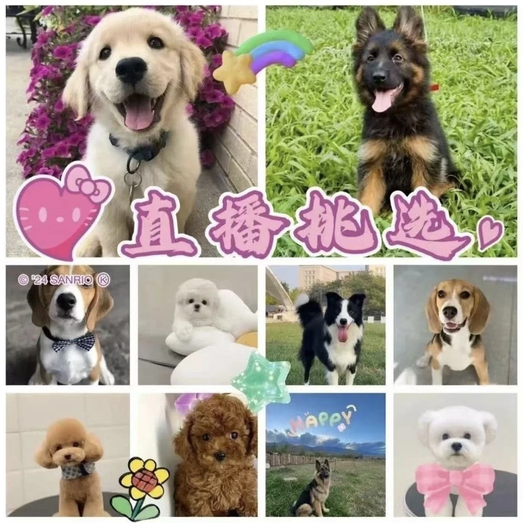 直播间挑选博美比熊泰迪柯基金毛拉布拉多边牧德牧巴哥活体幼犬