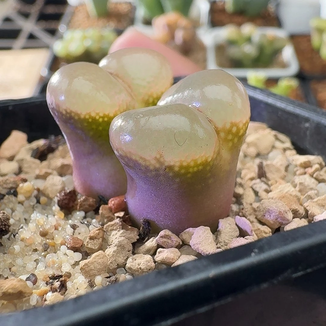 2835风铃玉肉锥植物