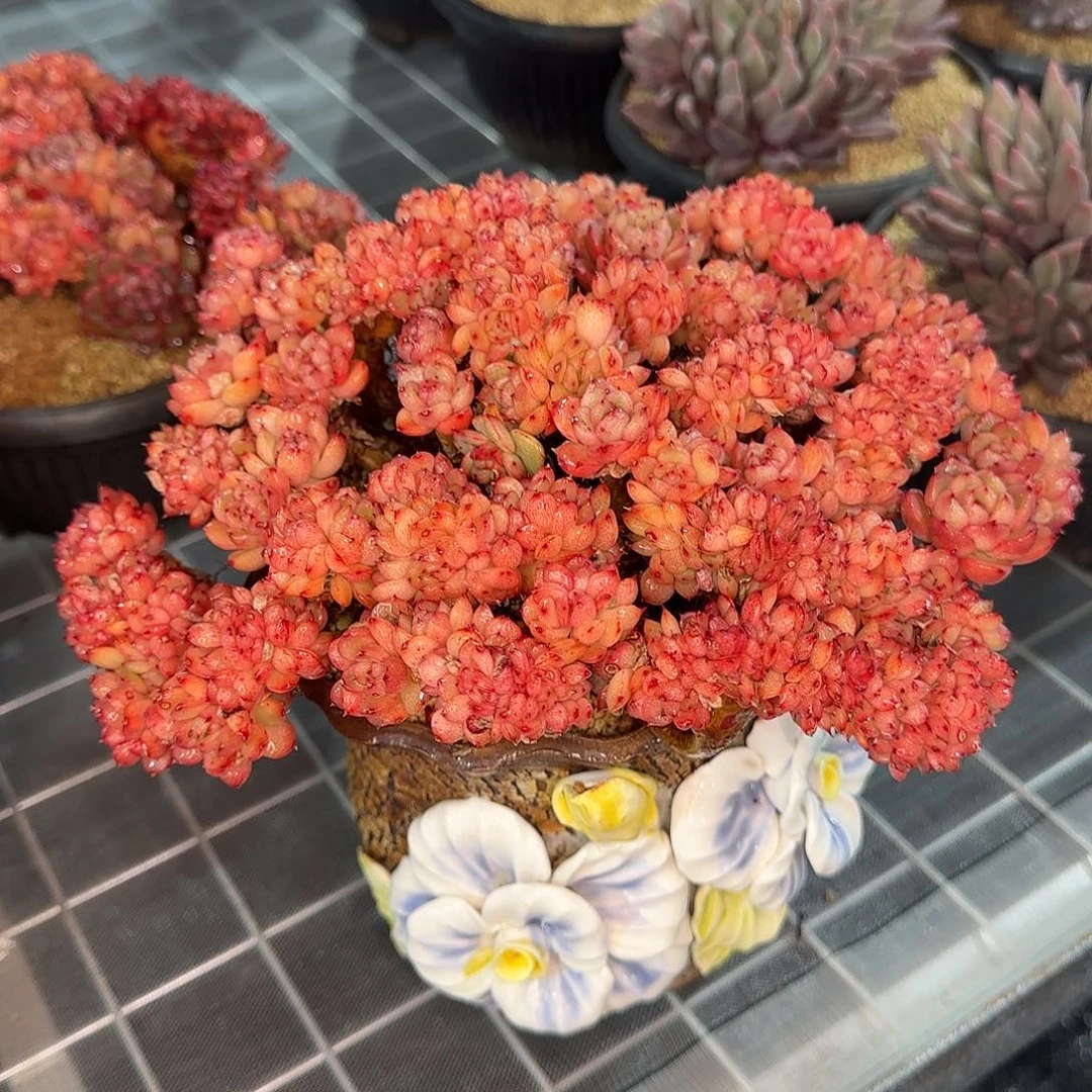 从前慢花园精选彩票缀