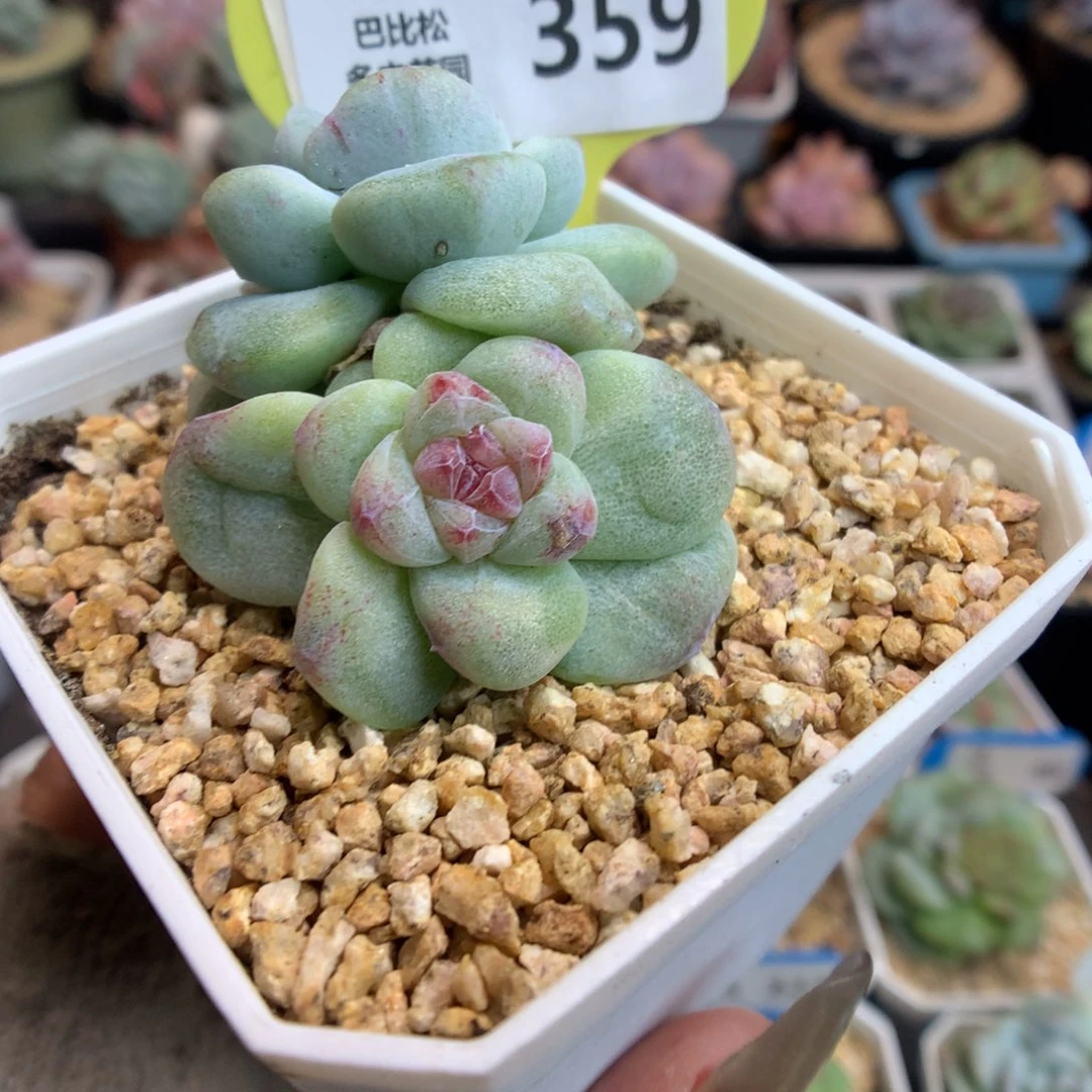 359冰玉石化多肉植物