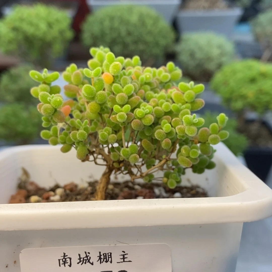 572蜜橘糖球枝干