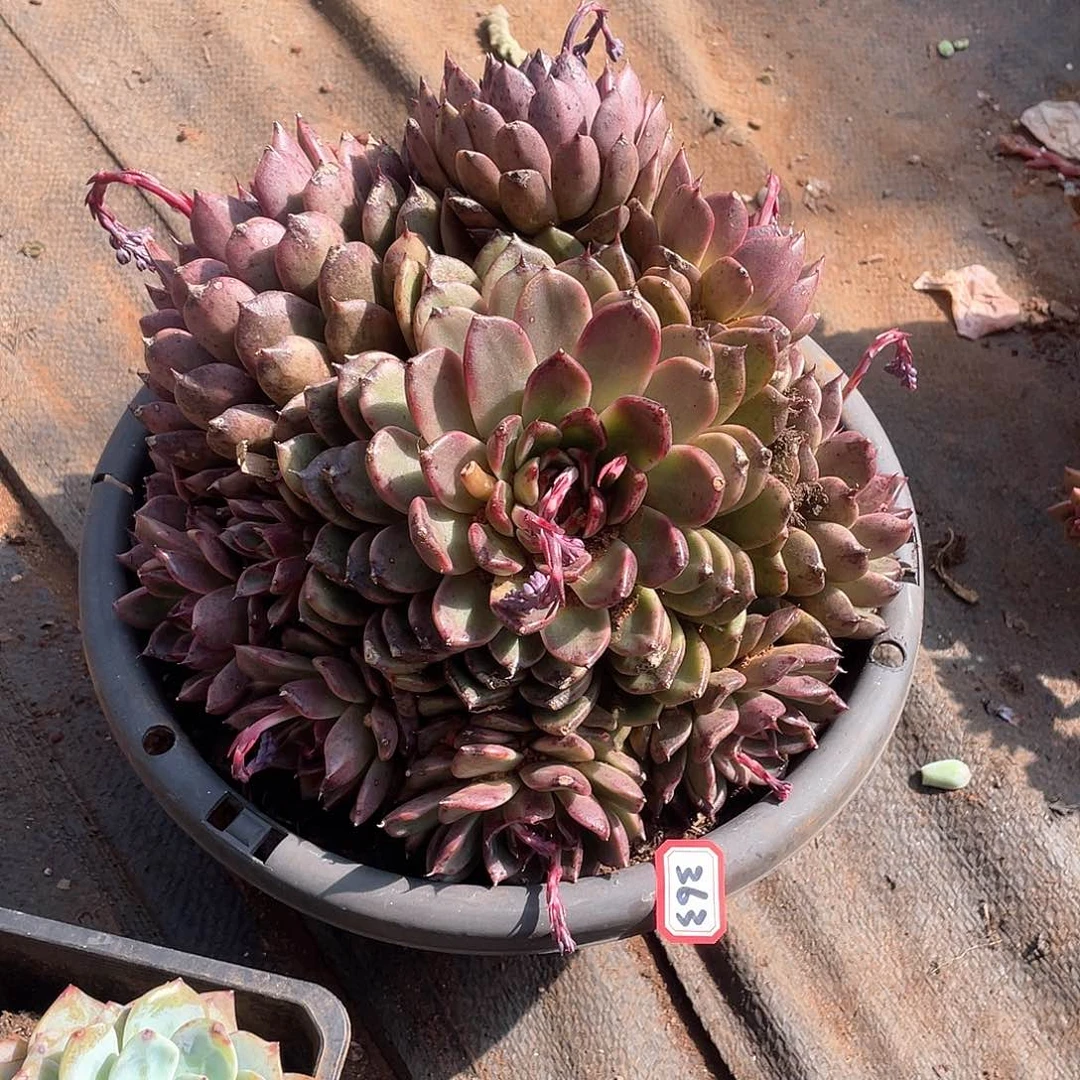 363黑水晶 一物一拍多肉