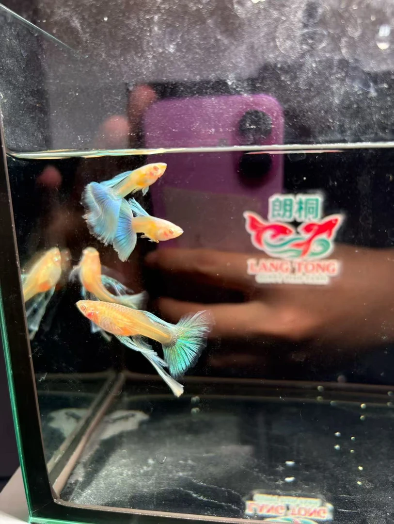 精品蓝白母鱼大C绣球款 公鱼3角尾粉丝专属