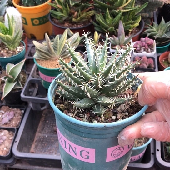 宇***秀无花朵黑魔殿带盆土包邮