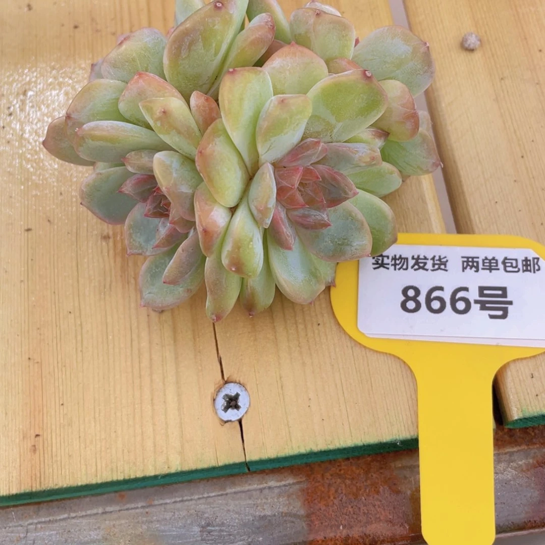 866号 老桩糖心珍妮群
