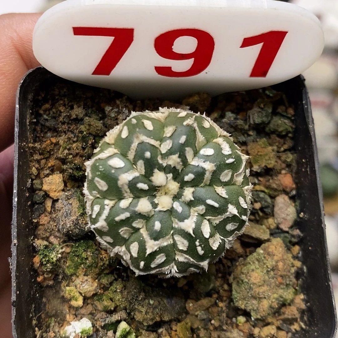 791福利特价咯啦了活动