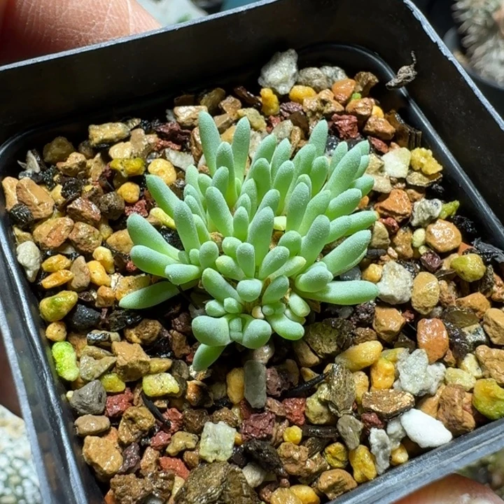 736葵珊瑚带盆发货