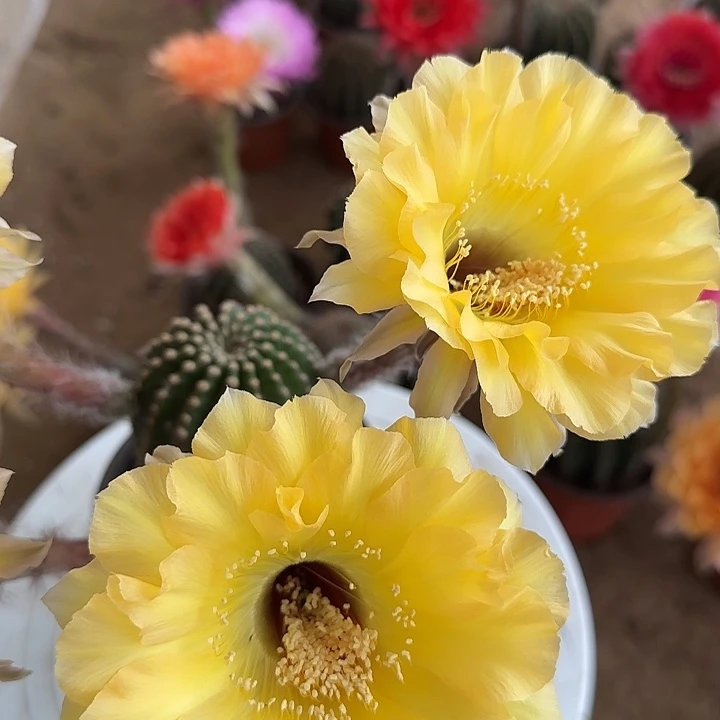 无花朵我***?带根彩草76