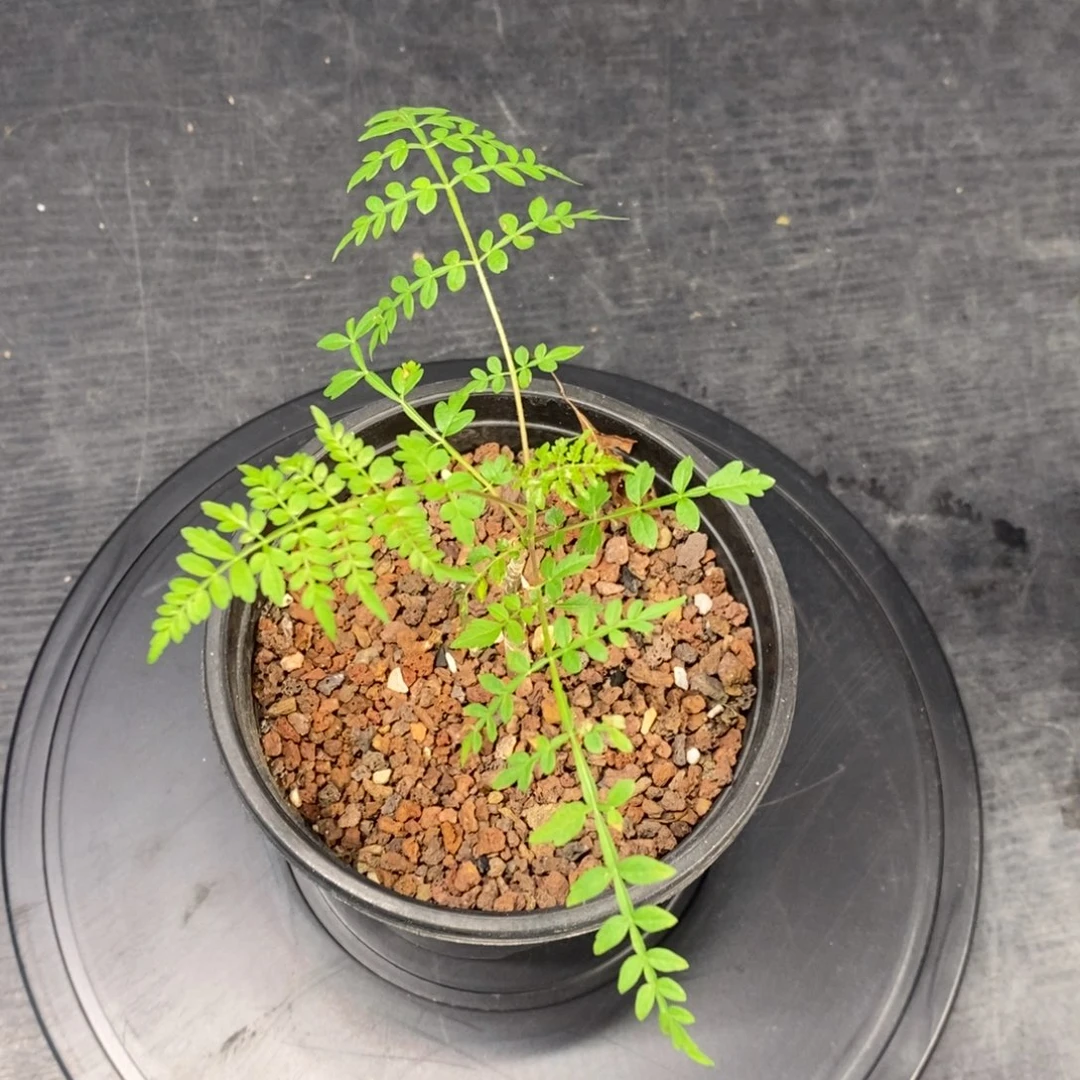 皮皮虾裂榄实生带盆