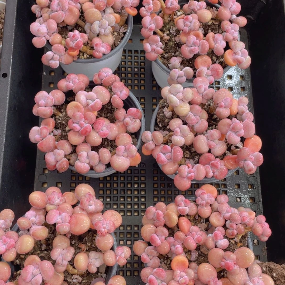 441号 丸叶腰子桃蛋老桩组合满满一盆