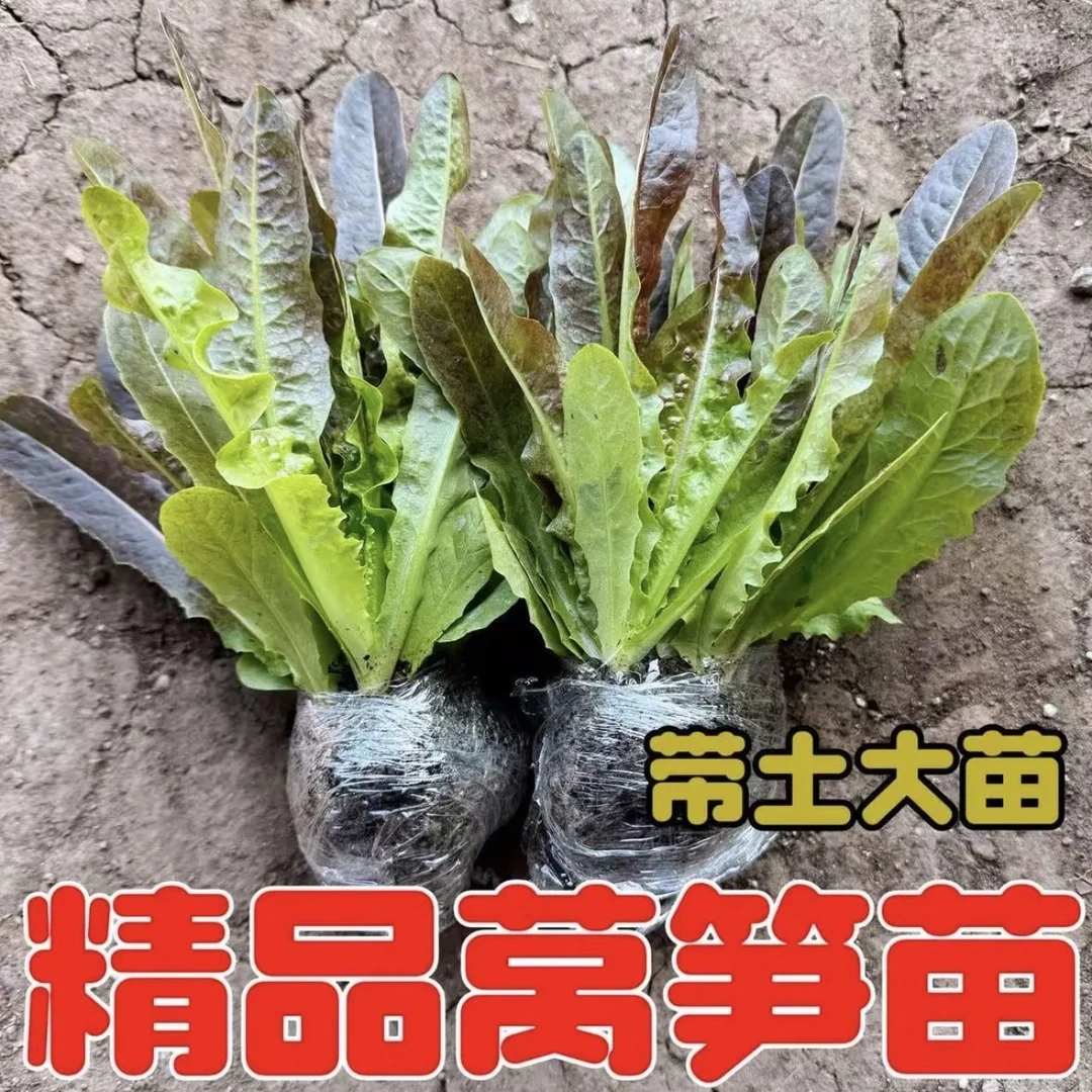 四季可种的青皮红皮莴笋苗秋冬蔬菜苗家庭阳台栽种优选