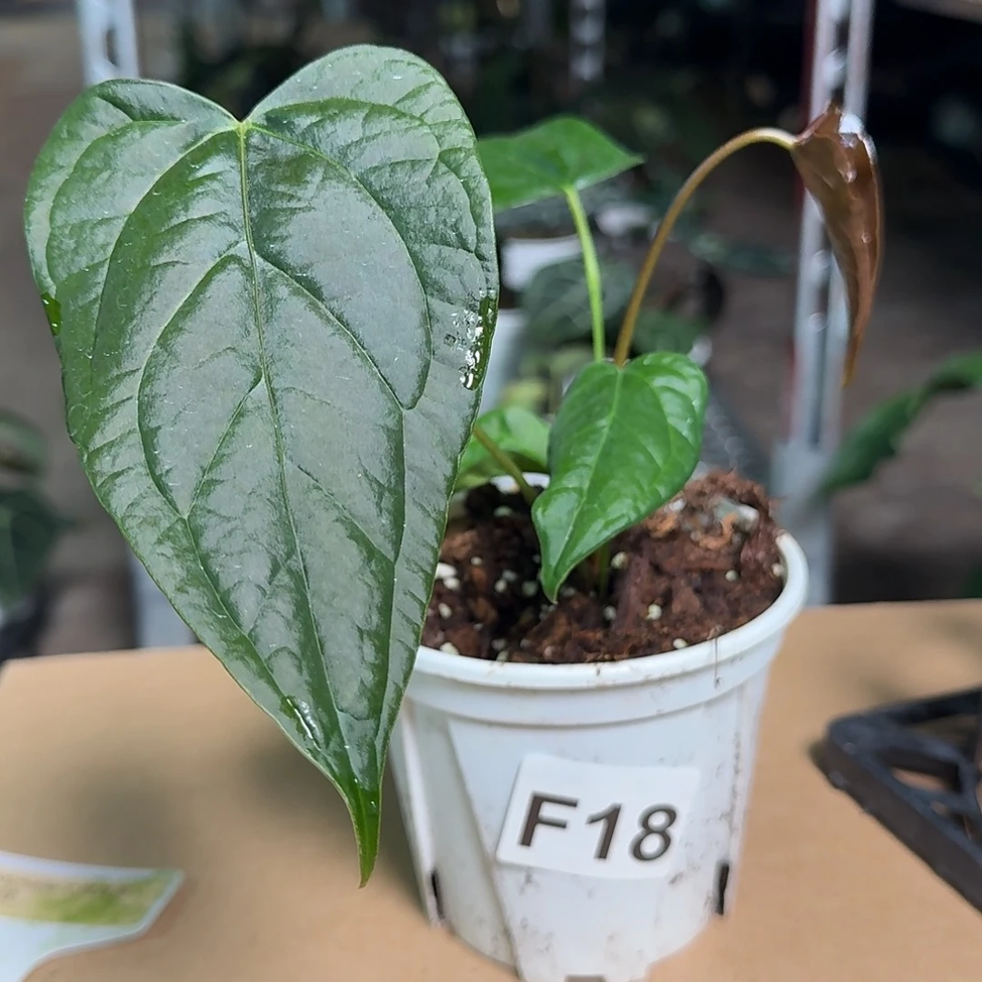 完全开放F18女王之心