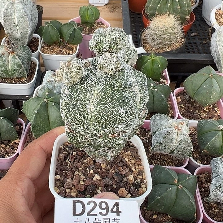 团***9294号实生鸾凤玉多肉植物