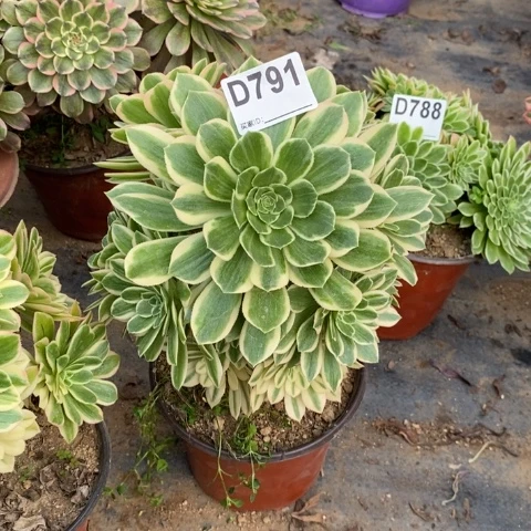 艳宁多肉植物法师不包损