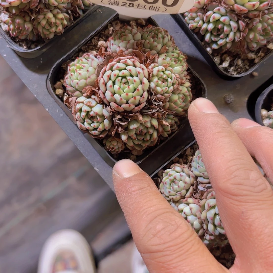 D560小红衣一物一拍