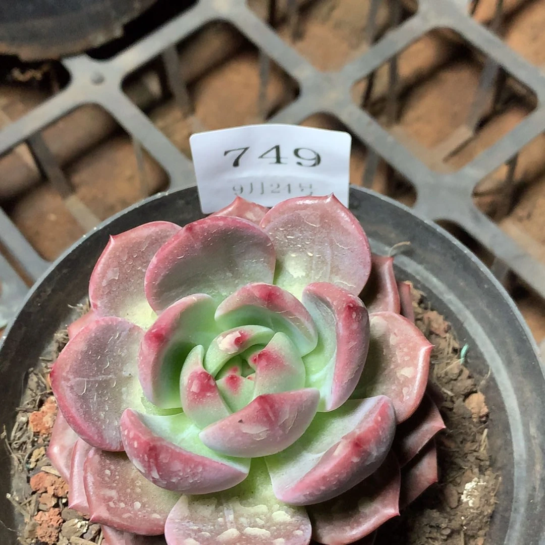 【闪购商品】云749号