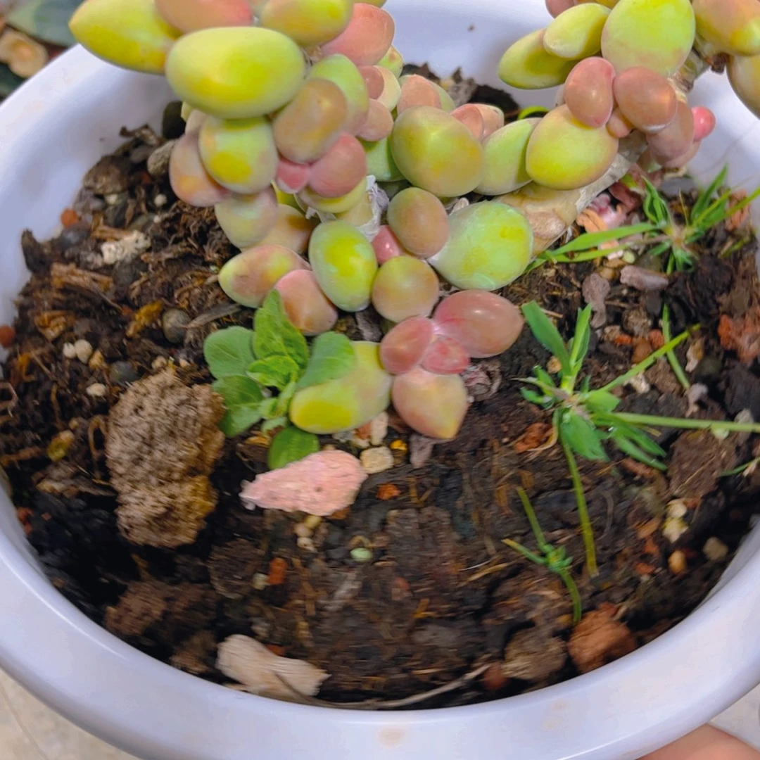 ヾ***。多肉植物保护研究所所长